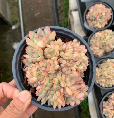 [多肉植物批发]雨燕座缀化 125# 一件20装,原价10元,现价格8.