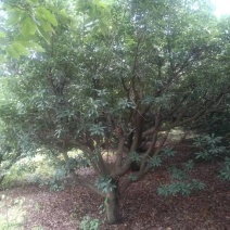 精品杨梅树老树（生苗）出售，地径15-30公分