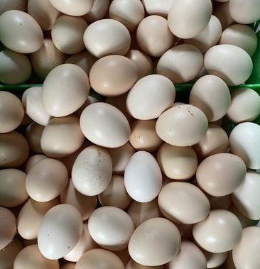 [鸡蛋批发]农大三号鸡蛋价格23000元/件 