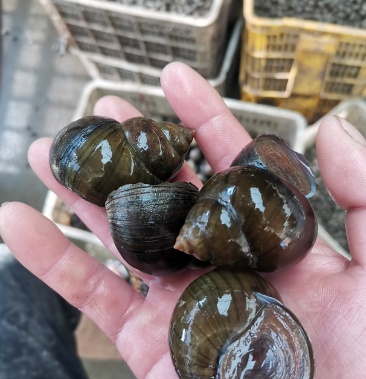 各规格大量有货大中小中华圆田螺