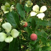 四照花种子，多年生草本，实体经营，质量保证，全国发货