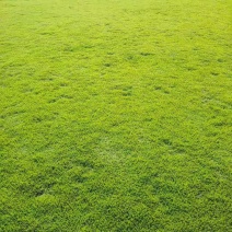 量大从优园圃直发草皮成活率高