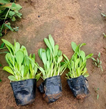 天人菊大花营养钵苗大量有货基地直发一手货源