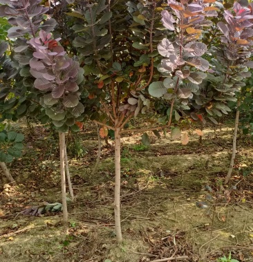 红栌美国红栌18公分各种规格大小苗基地一手货