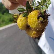 平塘刺梨大量上市，基地直供，刺梨酒，刺梨饮料加工