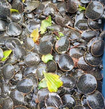 黄沙鳖珍珠鳖苗