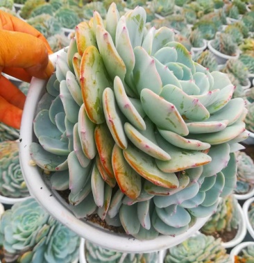 [多肉植物批发]180#多头勃朗峰一件12盆15元一盆价格15.