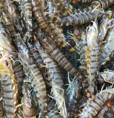 鲜活斑节虾 基围虾 虾场直发