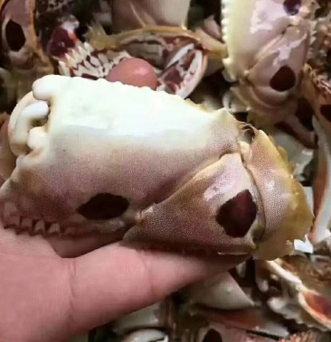 [蟹钳批发]面包蟹钳价格200.00元/件 - 一亩田