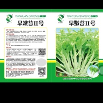 早嫩白菜苔11号，耐热耐寒耐湿。抗病，播种至采收55天