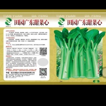 广东甜菜心，嫩苔油绿色，从播种到采收28-35天