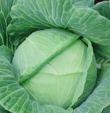 [甘蓝批发]莲花白价格0.30元/斤 - 一亩田