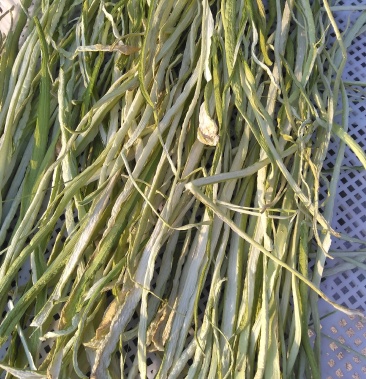 大山里的白芋头苗杆干自然晾晒不打农药无污染天然绿色食