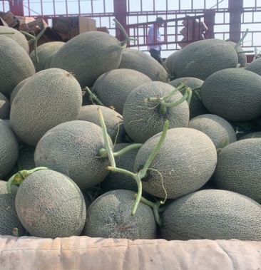 西州蜜17号一万斤现货