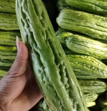 扶绥县油绿苦瓜大量上市