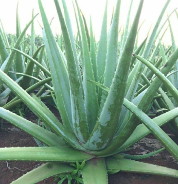 美国库拉索芦荟2030斤左右