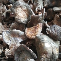 云南省南华县野生菌产地批发各类野生菌，野生青头菌梨菇