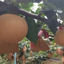 秋月梨