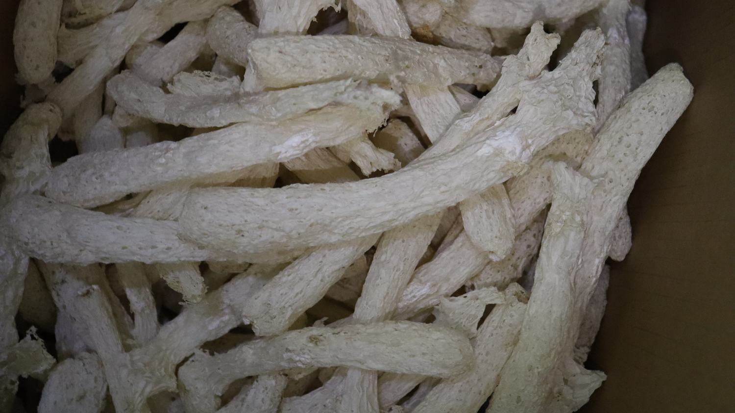 长裙竹荪整体外观,展示其标志性的白色网状结构 竹荪整体外观