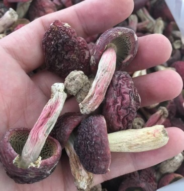 红菇福建三明小红菇干货野生正宗月子红蘑菇