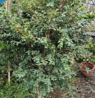 [嘉宝果树苗批发]嘉宝果价格150.00元/棵 - 一亩田