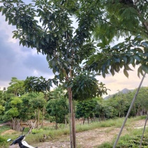 紫花风铃木移植苗产地直销