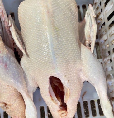 生鲜老番鸭 白条番鸭一点红 老鸭90天左右 净重4-9斤