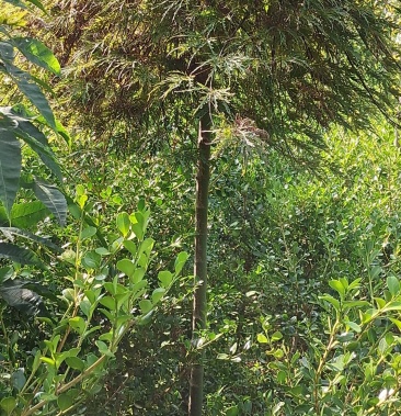 羽毛枫稻叶垂枝稻叶红羽毛枫彩叶树种工程大型绿植两棵起包邮