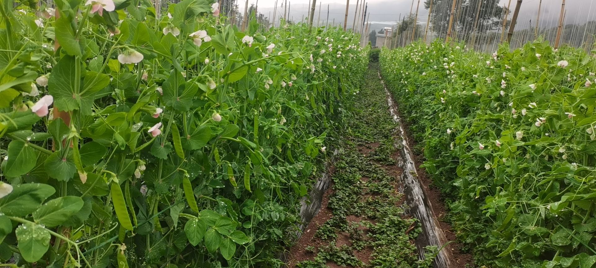 荷兰豆田间长势良好,叶片翠绿,藤蔓缠绕,开花结果多 荷兰豆田间长势良好
