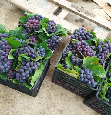 [巨峰葡萄批发]大棚有籽巨峰大量出货中 有需要的老板与我联系价格6.