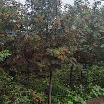 百花花秋黑果花秋大苗小苗都有大量优惠
