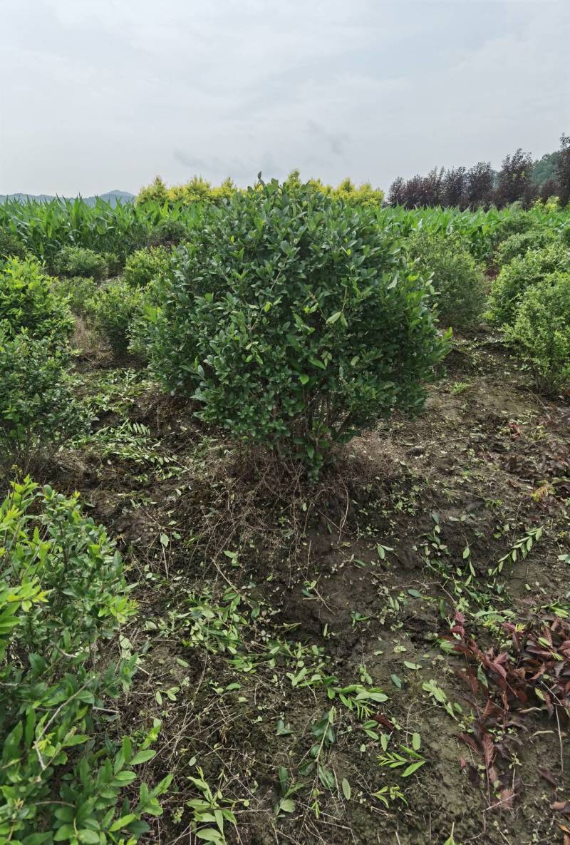 水蜡球  水蜡小苗  水蜡堆  夹植水蜡 水蜡基地直供应