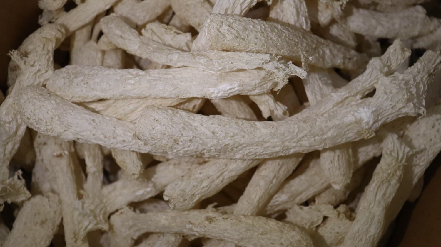 长裙竹荪美食摆盘示意图