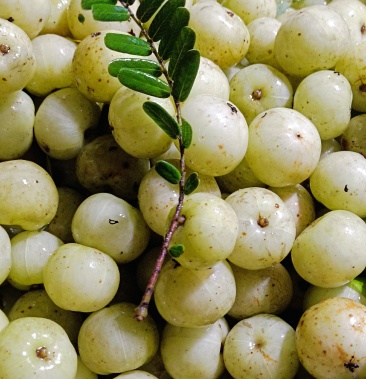 产地大量丙甜牛甘果正在上市欢迎定购