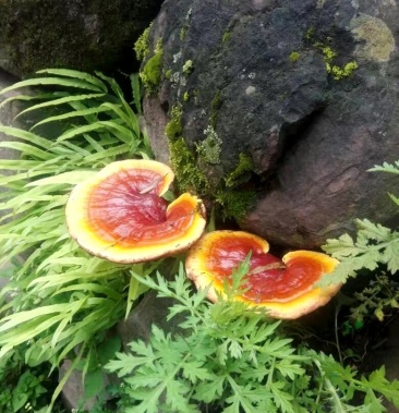 [灵芝批发]野生千年灵芝干货价格1988.00元/公斤 - 一亩田