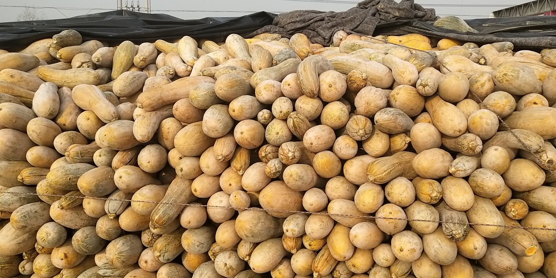巨型南瓜丰收季开瓜仪式现场全景