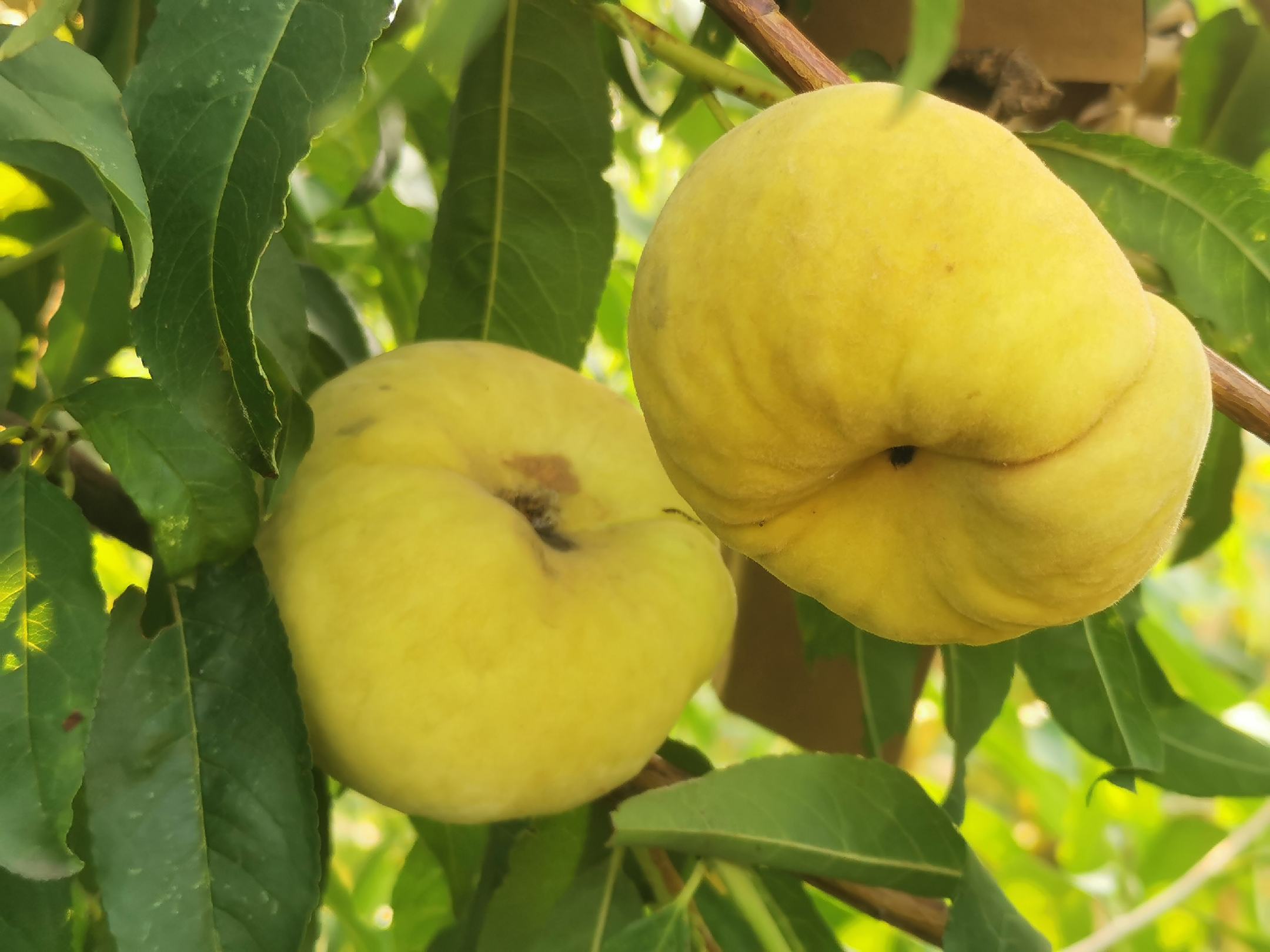 蟠桃与香蕉一起放在纸袋中催熟场景