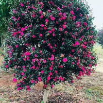 茶梅/绿化苗木/乔灌木/茶梅树苗/原生态树苗/苗木林木