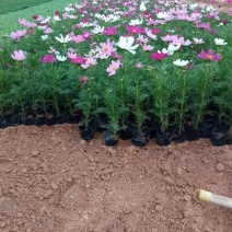 波斯菊，一手货源，大量有货，基地直发，山东