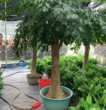 [幸福树批发]幸福树老桩价格1000.00元/棵 - 一亩田