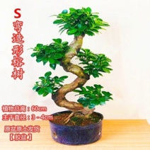 榕树盆景植物室内室外绿植净化空气S型观茎大型小叶榕盆栽