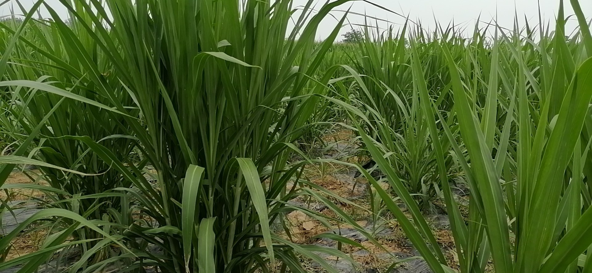 甘蔗品种对比
