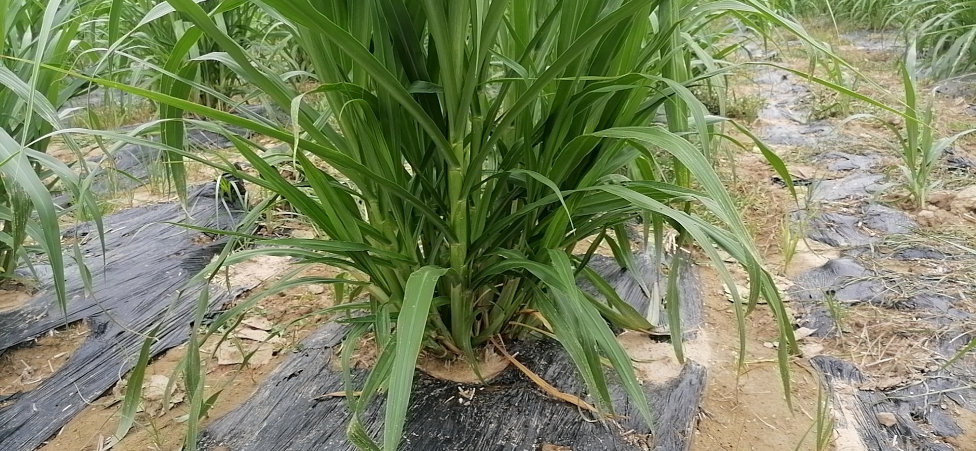 图示:粤糖00-236种茎选切标准(左:合格种茎:3节、芽饱满、直径2.8cm、无褐斑;中:消毒浸种操作:恒温水浴槽内药液浸泡15分钟;右:催芽状态对比:72小时露白0.3cm为最佳播种时机) 黑皮甘蔗标准化种茎处理流程图