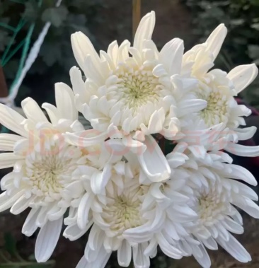 优香白菊花大量批发