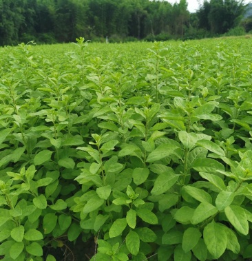 [枸杞芽菜批发]阳山县明阳枸杞芽价格3.00元/斤 - 一亩田