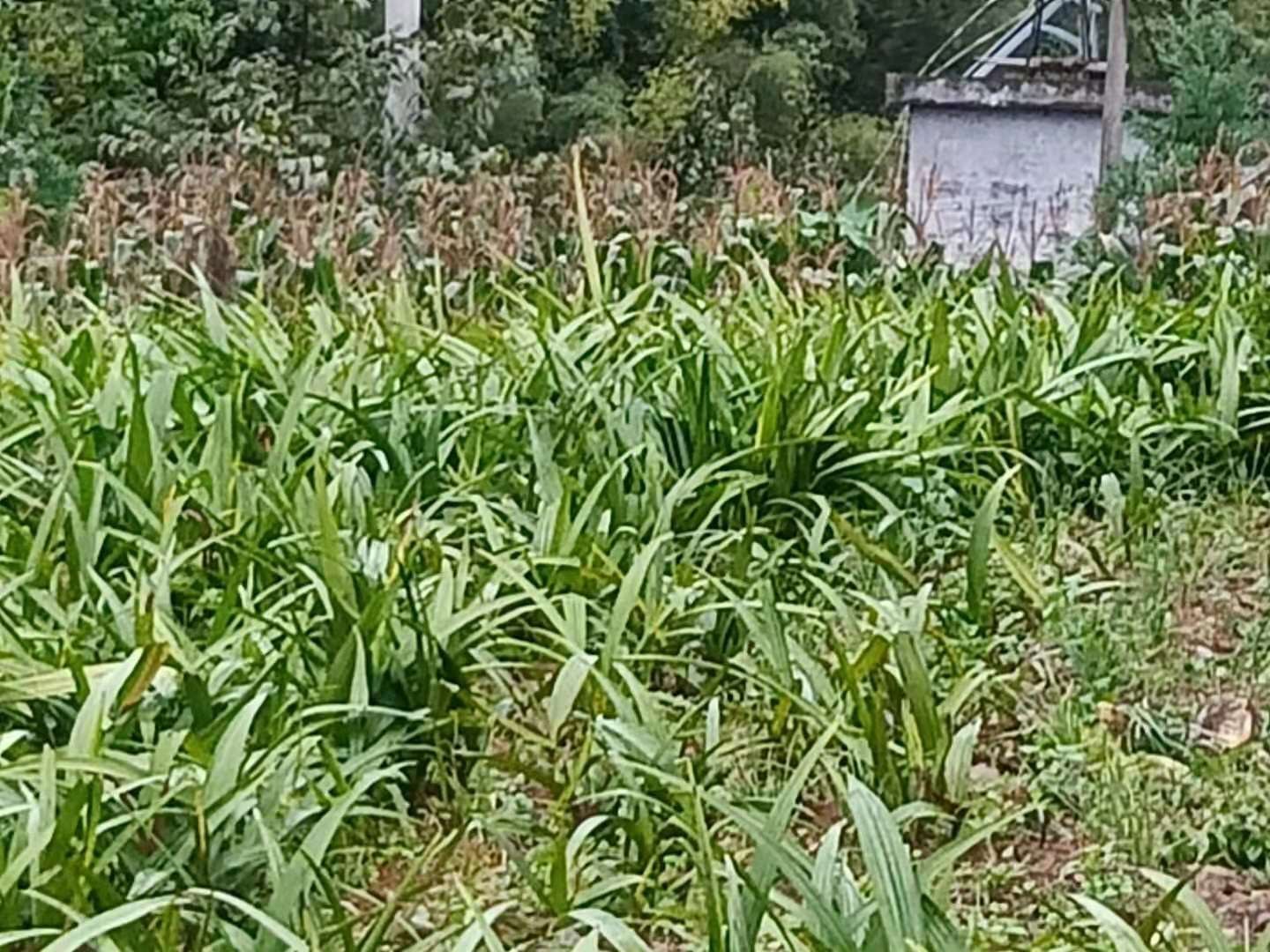 图片说明:女性在家中使用白芷面膜进行护肤的场景,展现日常护肤过程 白芷面膜使用场景