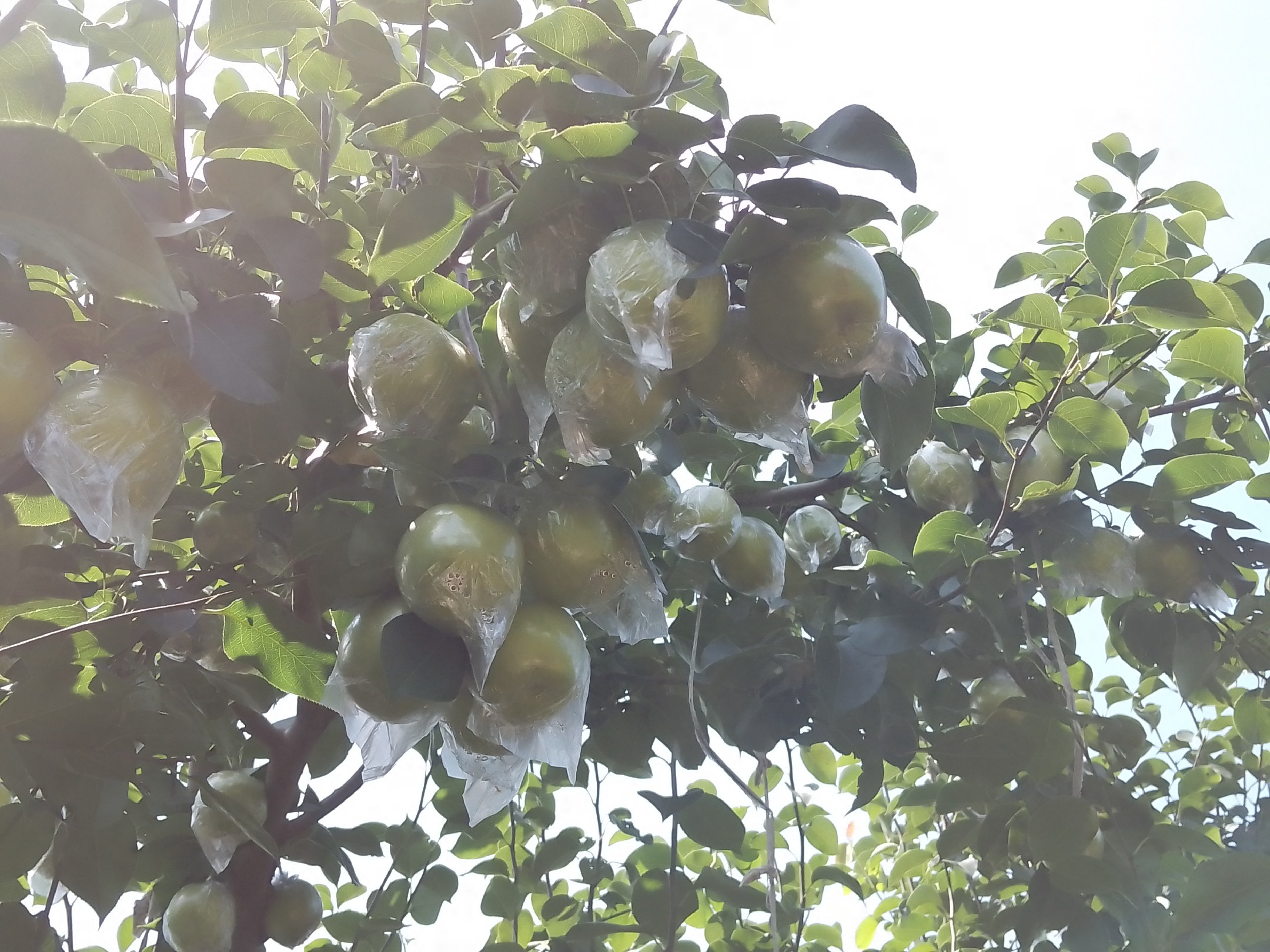 农户在果园中采摘早熟梨