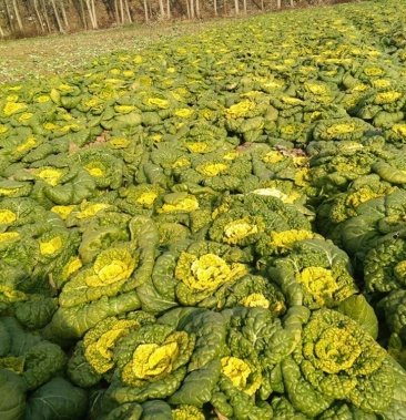 精品黄心乌菜种植基地大量上市耐运输价格便宜