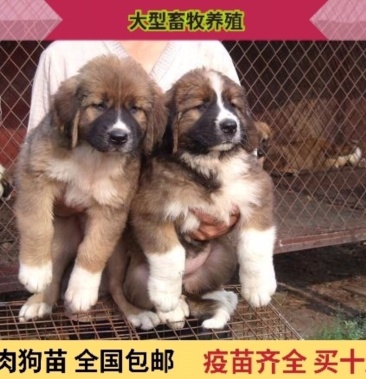 大型狗崽大型狗苗土狗苗杂交狗苗