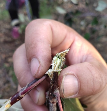 [知了批发]知了卵枝条价格0.20元/件 - 一亩田